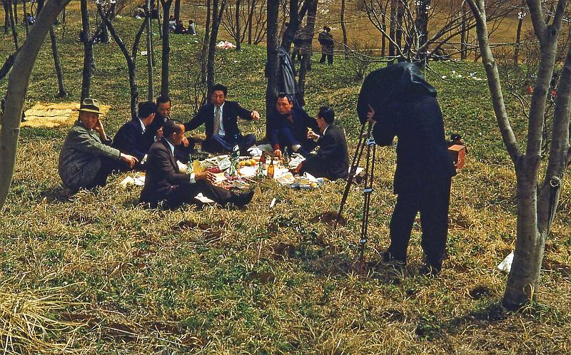 1953 Japan 146 Sakura Day 1953.jpg